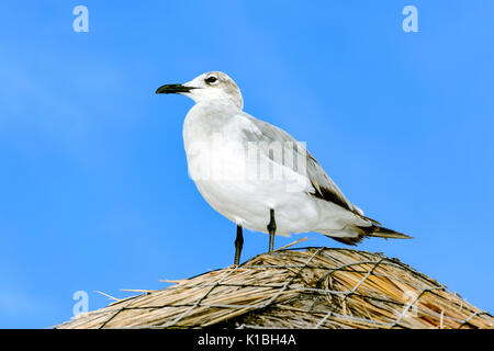 laughing gull (Leucophaeus atricilla) standing on top of grass hut roof. Blue sky background. Stock Photo