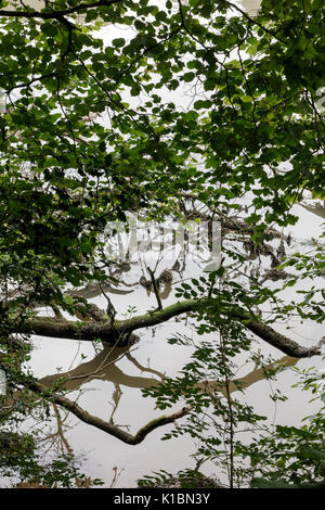 Tree branches reflected in water Stock Photo