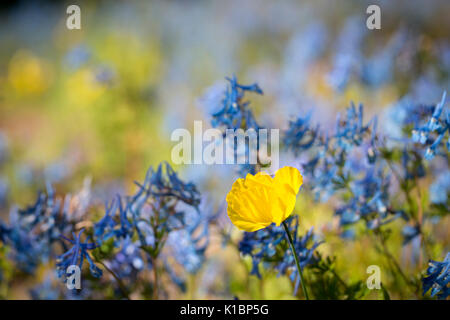 Papaver cambricum, Welsh poppy, against a blue background of Corydalis 'Tory MP' Stock Photo