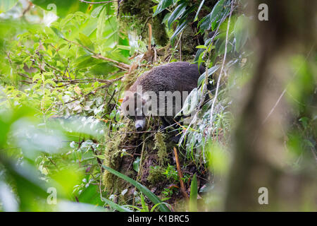 Wild white-nosed coati in  rainforest Stock Photo