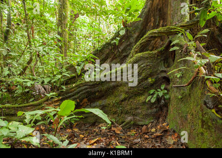 Buttress tree roots in rainforest Stock Photo