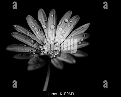 macro on the petals of a flower in the garden. Stock Photo