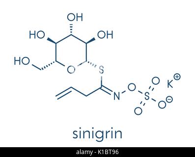 Sinigrin glucosinolate molecule. Present in some cruciferous vegetables (Brussels sprouts, broccoli, black mustard, etc). Skeletal formula. Stock Vector