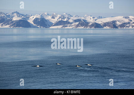 Beluga or White Whales, Delphinapterus leucas, pod of four swimming in sea against backdrop of snow covered mountains. Taken in June, Spitsbergen, Sva Stock Photo