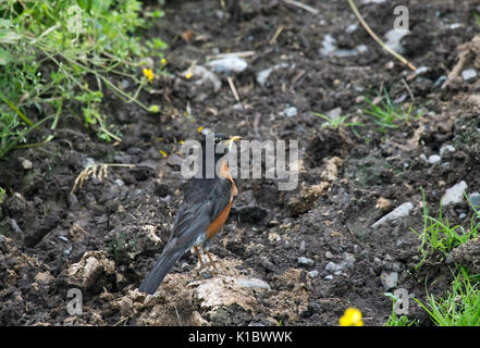 American Robin Stock Photo