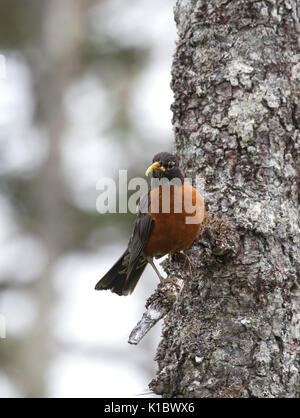 American Robin Stock Photo