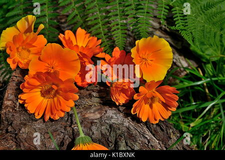 Bright summer bouquet of orange calendula (marigold) flowers on a wooden bark background Stock Photo