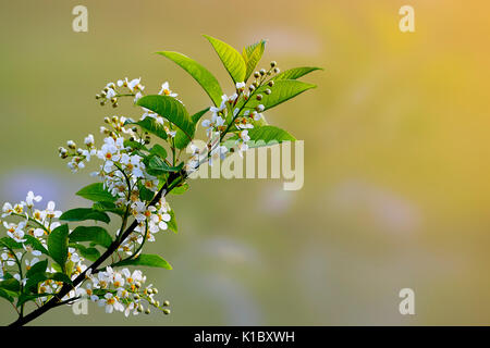Flowering of bird cherry. Branch and blossom of bird cherry (Prunus padus). Stock Photo