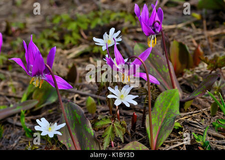 First wild spring  flowers - purple elegant Erythronium Sibiricum and white delicate anemones Stock Photo