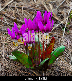 First wooden Erythronium Sibiricum flowers. These elegant graceful flowers are rare and endangered. Stock Photo