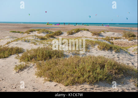 Closeup of desert bushes on sand dunes with kite surfers at sandy tropical coastal beach Stock Photo