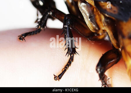 Macro photo Madagascar hissing cockroach Gromphadorhina portentosa on hand on a white background. structure of the legs with claws Stock Photo