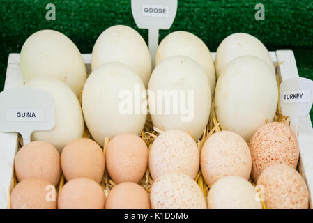 Guina, Goose, and Turkey Eggs Labeled Stock Photo