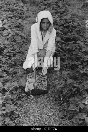 Female migrant strawberry picker bending down and showing her strawberries in a field, Berrien County, Michigan, 1940. From the New York Public Library. Stock Photo