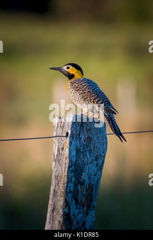 Campo flicker (Colaptes campestris) on fence post, Pantanal, Mato Grosso do Sul, Brazil Stock Photo