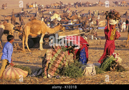 Morning activity at the Pushkar Camel & Cattle Fair, Rajasthan, India Stock Photo