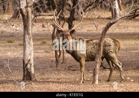 Muddy male sambar (stag), Ranthambore National Park, Rajasthan, India Stock Photo