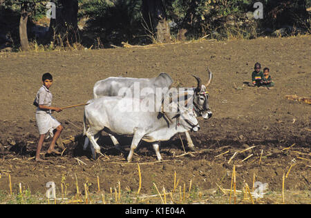 Farmer plowing field with oxen and wood plow, southern India Stock ...