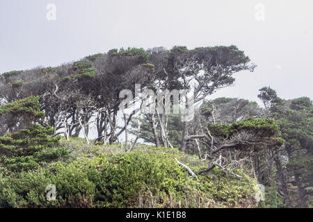 gaunt twisted row of pine trees shaped by storm & wind to resemble line giant bonsai trees gracing wild landscape between ocean & Oregon coast highway Stock Photo