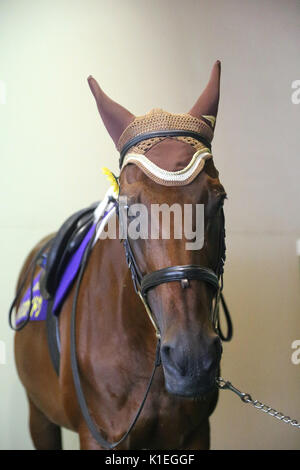 Fukuoka, Japan. 6th Aug, 2017. Meisho Kaido Horse Racing : Lead horse Meisho Kaido at Kokura Racecourse in Fukuoka, Japan . Credit: Eiichi Yamane/AFLO/Alamy Live News Stock Photo