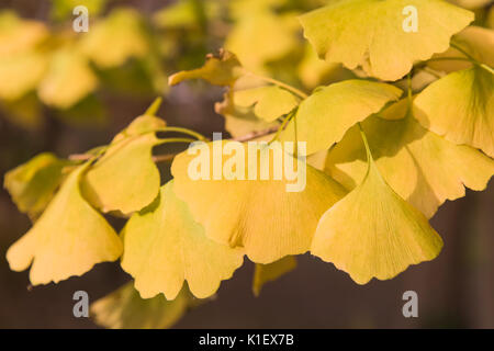 Yellow ginko leaves in the sunshine on an autumn day Stock Photo