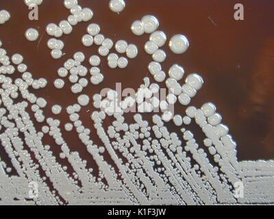 Colonial morphology of Gram-negative Burkholderia pseudomallei bacteria ...