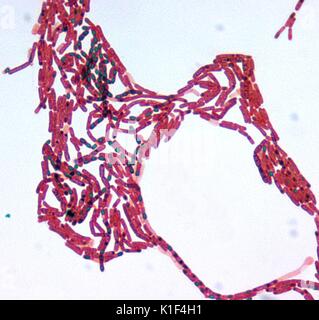 Bacillus sp. Malachite Green spore stain, at a 1000x magnification. Image courtesy CDC/Courtesy of Larry Stauffer, Oregon State Public Health Laboratory, 2002. Stock Photo