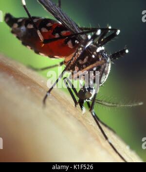A blood-engorged female Aedes albopictus mosquito feeding on a human host. Under experimental conditions the Aedes albopictus mosquito, also known as the Asian Tiger Mosquito, has been found to be a vector of West Nile virus. Aedes is a genus of the Culicine family of mosquitoes. Image courtesy CDC/James Gathany, 2002. Stock Photo