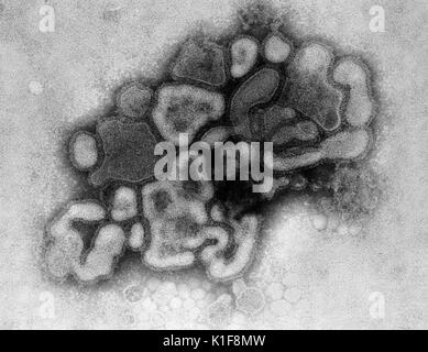 Under a plate magnification of 37, 800X, this transmission electron micrograph (TEM) depicted a strain of swine flu, the A/New Jersey/76 (Hsw1N1) virus, while in the virus? first developmental passage through a chicken egg. <p><b>What is Swine Influenza?</b></p> <p>Swine Influenza (swine flu) is a respiratory disease of pigs caused by type A influenza that regularly cause outbreaks of influenza among pigs. Swine flu viruses cause high levels of illness and low death rates among pigs. Swine influenza viruses may circulate in swine throughout the year, but most outbreaks among swine herds occur  Stock Photo