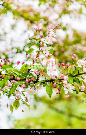 Light pink cherry blossoms with bokeh and rain drops on leaves Stock Photo