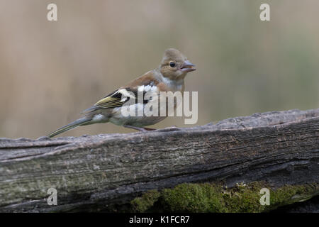 A female chaffinch perched on an old gate looking to the right with copy text space around Stock Photo