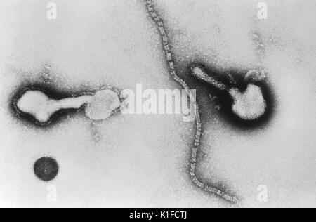 This transmission electron micrograph (TEM) depicts parainfluenza virions, and free filamentous nucleocapsid material. Human parainfluenza viruses (HPIVs) commonly cause upper and lower respiratory illnesses in infants and young children. But, anyone can get respiratory illness from HPIV. Image courtesy CDC/Dr. Erskine Palmer, 1981. Stock Photo