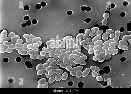 Scanning electron micrograph (SEM) of Vancomycin Resistant Gram-positive Enterococci sp. bacteria. Image courtesy CDC/Janice Haney Carr. 1982. Stock Photo