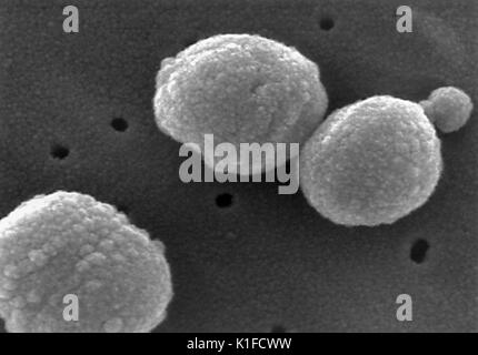 Scanning electron micrograph (SEM) of a number of Gram-positive Streptococcus pneumoniae bacteria. Image courtesy CDC/Dr. Richard Facklam. 1982. Stock Photo