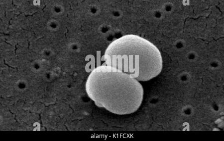 Scanning electron micrograph (SEM) of two Gram-positive Staphylococcus epidermidis bacteria. See PHIL 10041 for a colorized version of this image. Image courtesy CDC/Segrid McAllister. 1982. Stock Photo