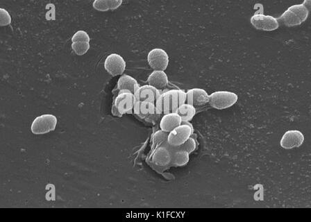 This scanning electron micrograph (SEM) depicts a small group of Gram-positive Enterococcus faecalis bacteria. See PHIL 12803, for a digitally-colorized version of this image. Image courtesy CDC/Pete Wardell. 1982. Stock Photo