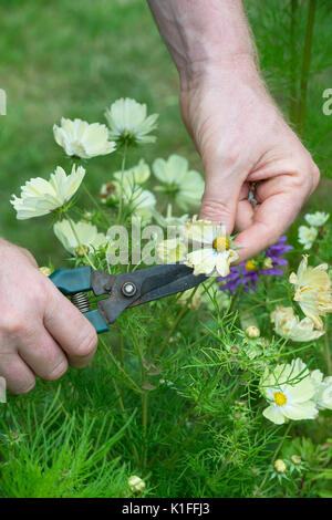 Gardener deadheading Cosmos bipinnatus Xanthos flower with snips in an english garden. UK Stock Photo