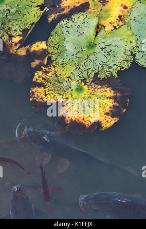 Lily pads and koi carp in a pond in autumn Stock Photo