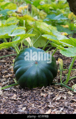 Cucurbita pepo. Pumpkin 'Muscade De Provence' in a vegetable garden in England Stock Photo