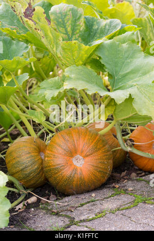 Cucurbita pepo. Pumpkin 'New England Pie' in a vegetable garden in England Stock Photo