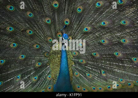 Peacock bird dancing in rain Stock Photo