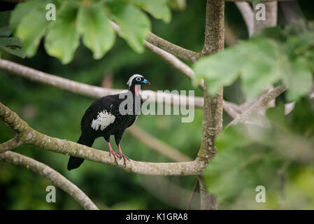 Black-fronted Piping-Guan (Pipile jacutinga), endangered bird from the Atlantic Rainforest of SE Brazil Stock Photo