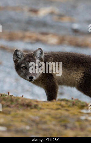 Norway, Svalbard, Spitsbergen, Hornsund, Gnalodden. Arctic fox kit (WILD: Vulpes lagapus) with summer coat. Stock Photo