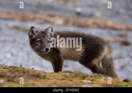 Norway, Svalbard, Spitsbergen, Hornsund, Gnalodden. Arctic fox kit (WILD: Vulpes lagapus) with summer coat. Stock Photo