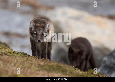 Norway, Svalbard, Spitsbergen, Hornsund, Gnalodden. Arctic fox kits (WILD: Vulpes lagapus) in summer coats with darker 'blue morph' fox. Stock Photo