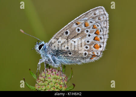 Common Blue butterfly, Chilterns, England, roosting and covered in morning dew. Polommatus icarus. Stock Photo