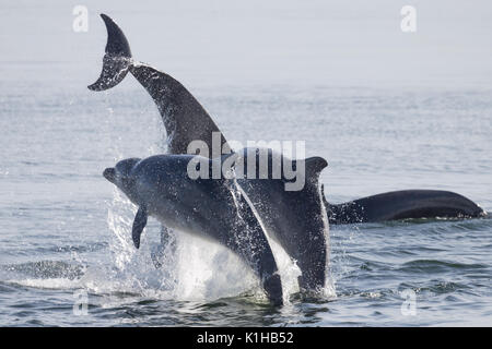Bottlenose dolphins perfoerm a spectacular triple breach in the Moray Firth