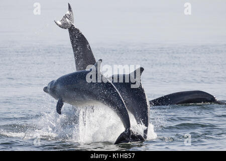 Bottlenose dolphins perfoerm a spectacular triple breach in the Moray Firth