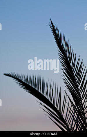 Palm leaves in silhouette agains a warm summer sky in Spain Stock Photo