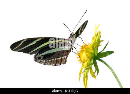 Zebra Longwing Butterfly (Heliconius charitonius) feeding on a flower, isolated on white background Stock Photo